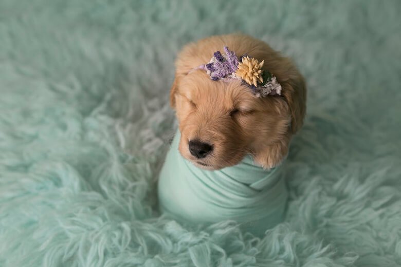 Ensaio Fotógrafico Newborn Pet 1 Ensaio Fotógrafico Newborn Pet