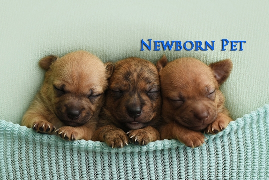 Ensaio Fotógrafico Newborn Pet 1